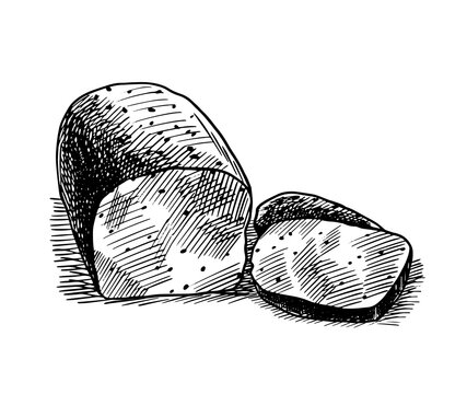 recommend clip art: Colored drawing of Quick bread bread. Vector illustration of Leavened food, usually known in North America. Colored Bread sketches.