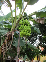 banana tree