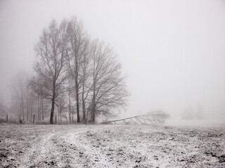 Frozen trees covered by fresh snow, during cold winter time in national park in Poland