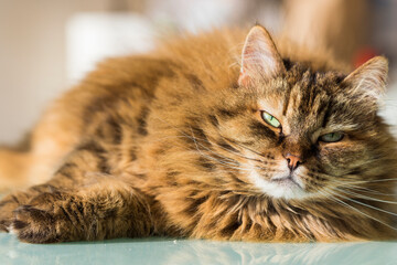 Fototapeta na wymiar Adorable long haired cat with brown hair lying in relax, siberian breed
