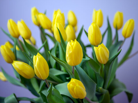 Bouquet yellow tulips on a white background. Valentine Day and Mother Day. copy space for design. holiday concept. Image for desktop and wallpaper