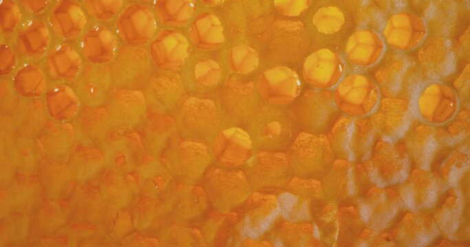 Honey comb macro Honey, apiary. 4K