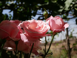 A beautiful pink fragrant rose is torn in the garden on a sunny spring day. Growing raw materials...