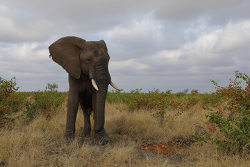 Afrikanischer Elefant / African elephant / Loxodonta africana