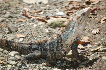 Iguana en la reserva natural de Manuel Antonio, en Costa Rica