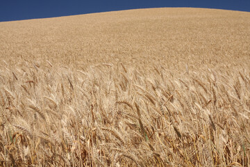 Fototapeta premium Wheat field with blue sky and sunlight.