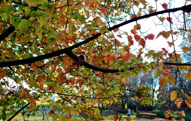 秋　紅葉　かえで　風景