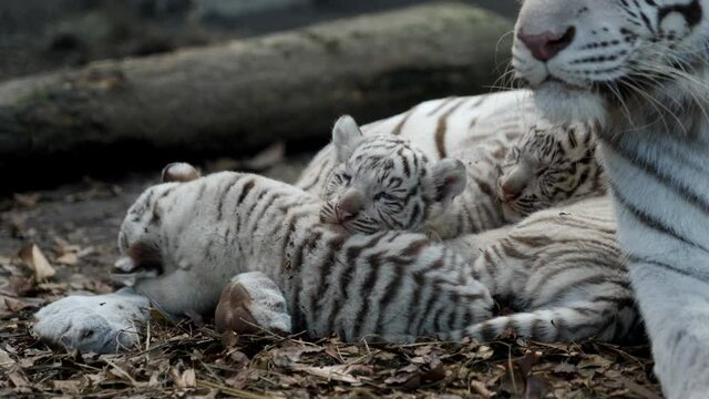 Baby White Tigers Sleeping on the Belly of the Mother