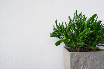 A green succulent in a modern grey pot stands on a black table