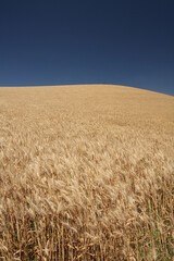 Wheat field with blue sky and sunlight.