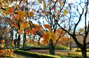 秋　紅葉　かえで　風景