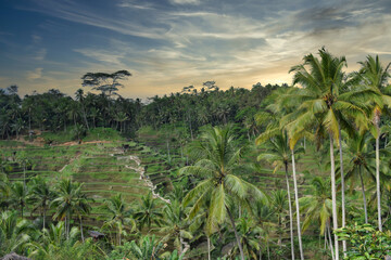 Fototapeta na wymiar rice fields in bali in a tropical landscape at sunset