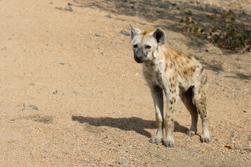 Fototapeta premium Tüpfelhyäne / Spotted Hyaena / Crocuta crocuta.