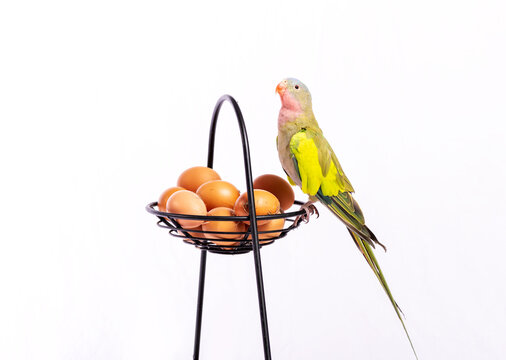 Green princess parrot on a fruit stand that has eggs in it. The species of bird is Polytelis Alexandra
