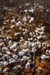 
Cotton - Wikipediaen.wikipedia.org › wiki › Cotton
Cotton is a soft, fluffy staple fiber that...