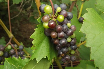 bunch of grapes