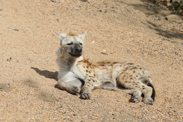 Tüpfelhyäne / Spotted Hyaena / Crocuta crocuta.