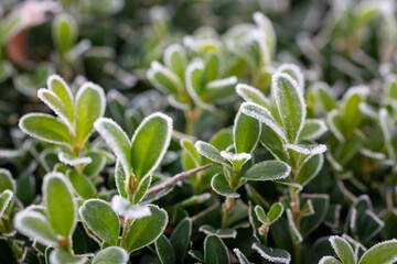 Buchs vereist, Frost