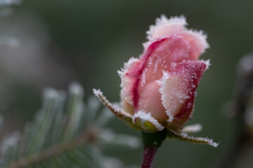 Eiskristalle Frost Rose