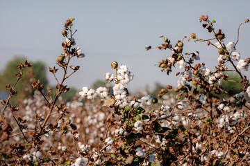 
Cotton - Wikipediaen.wikipedia.org › wiki › Cotton
Cotton is a soft, fluffy staple fiber that...