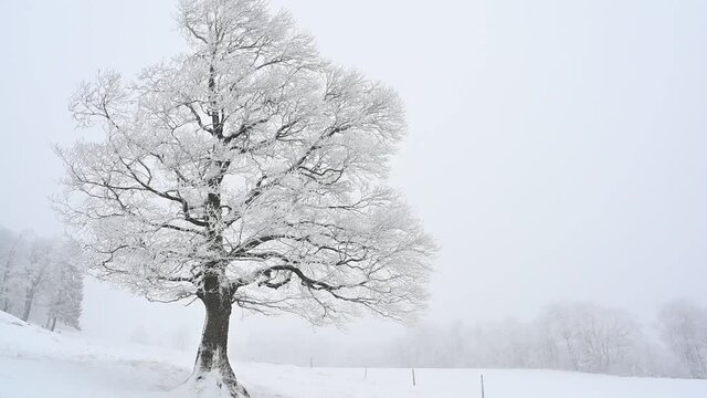 verschneiter baum in winterlandschaft mit schneesturm und schneefall, winterbeginn, tief verschneite winterlandschaft in full hd slowmotion 60fps