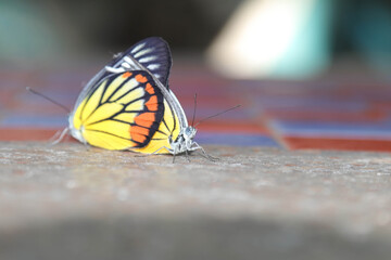 Butterflies are breeding on the cement table floor, in a winter morning when the warm rays of the sun come.