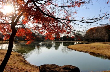穏やかな日　秋　紅葉　風景