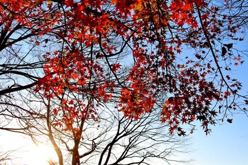 秋　紅葉　もみじ　風景