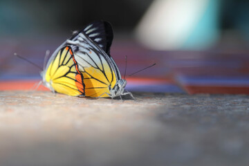 Butterflies are breeding on the cement table floor, in a winter morning when the warm rays of the sun come.