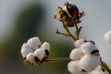 cotton fields in Pakistan, Cotton is a soft, fluffy staple fiber that grows in a boll, or...