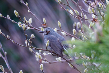 bird