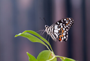butterfly sitting on green plant leaf.
