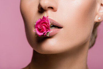 cropped view of beautiful woman with rose flower in mouth isolated on pink