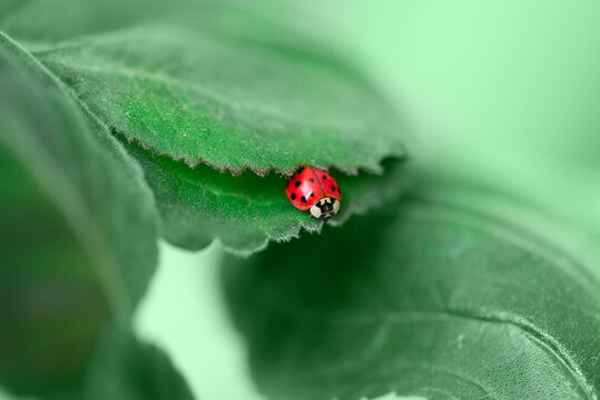 Defocused spring nature background with Ladybug on green leaf. Close up image. Soft focus dreamy image. Summer, spring season concept. Card, notebook cover.