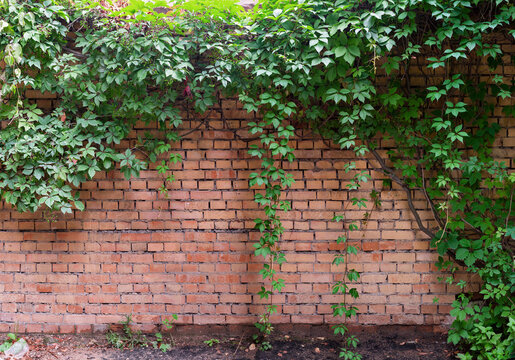 Red old brick wall with green ivy.