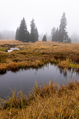 Mountain forest with beautiful golden grass  and a small pond in the foreground