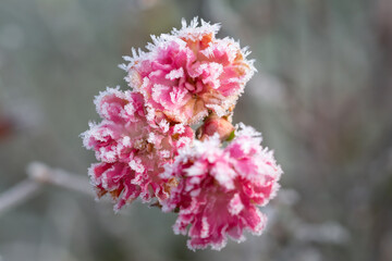 Buschrose vereist, Eiskristalle 