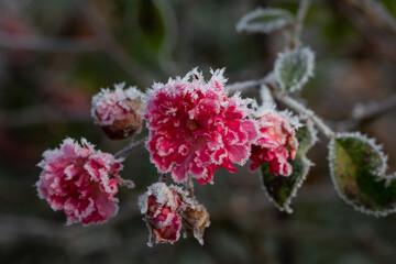 Rose vereist, Eiskristalle 