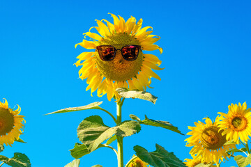 sunflower field