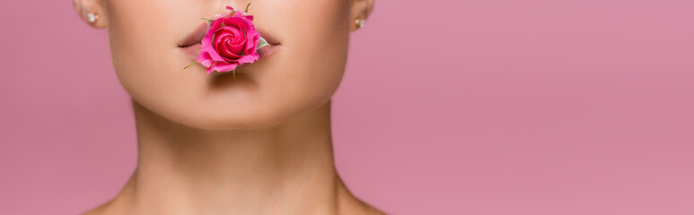 cropped view of beautiful woman with rose flower in mouth isolated on pink, banner