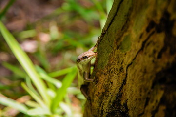Brown Seychelles Skink (Trachylepis sechellensis) in the wild