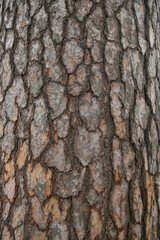 The brown texture of the northern scarab pine.