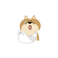 怪我をした柴犬