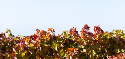 Vine against the blue sky. Vineyards in the autumn with red foliage. Winemaking. Macro photography of a leaf covered with dew. Selective focus.