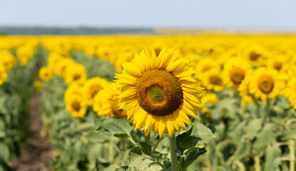 Fototapeta premium Field of Golden sunflowers, illuminated by the midday sun. Sunflower Flower Blossom.
