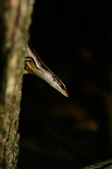 Brown Seychelles Skink (Trachylepis sechellensis) in the wild