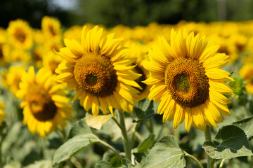 Field of Golden sunflowers, illuminated by the midday sun. Sunflower Flower Blossom.