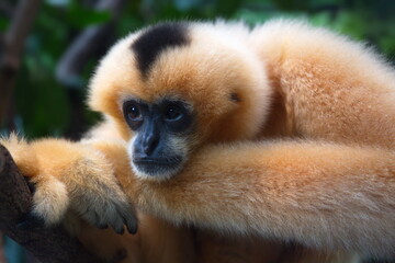 Gibbon 