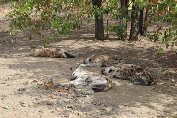 T&uuml;pfelhy&auml;ne / Spotted Hyaena / Crocuta crocuta.