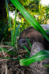 Young Tortoise, (Aldabrachelys gigantea) in a wilderness area